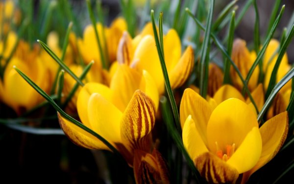 Крокус Шафран осенний