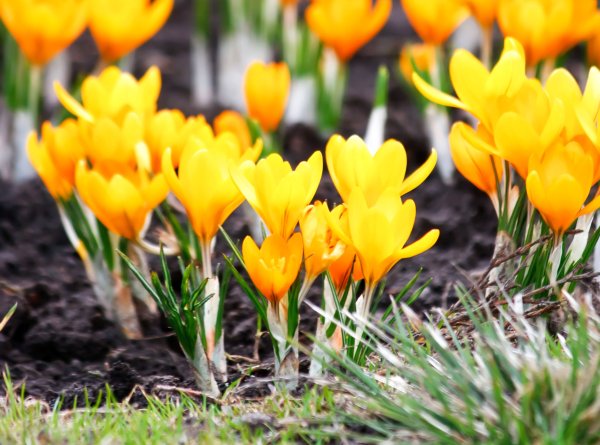 Весенние первоцветы тюльпан