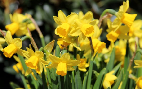 Румыния Дикие нарциссы