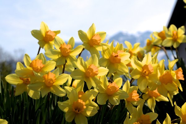 Крокус весенний желтый