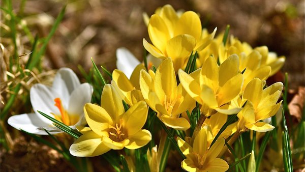 Лютик весенний