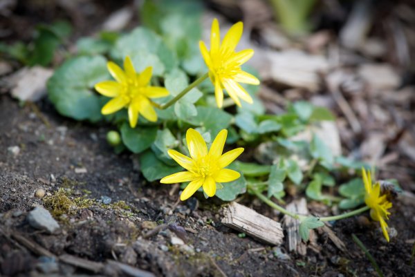 Крокус желтый цветок