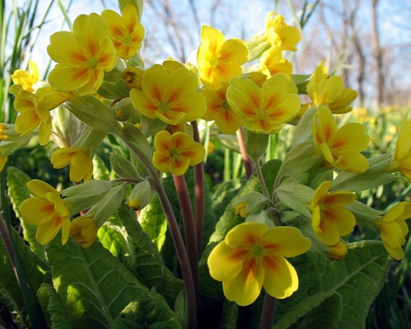 Нарциссы на деревянном фоне