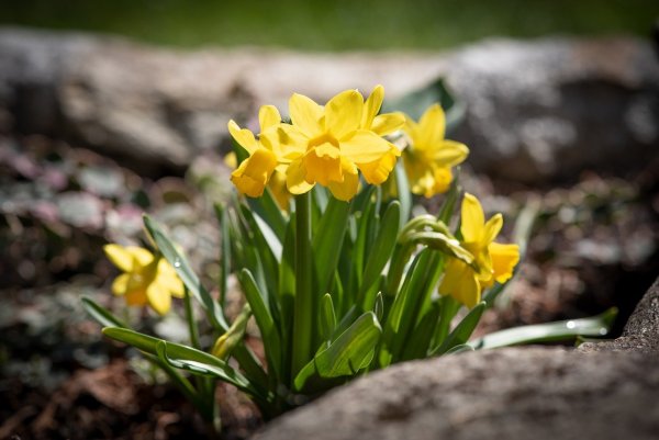 Весенние цветы желтого цвета