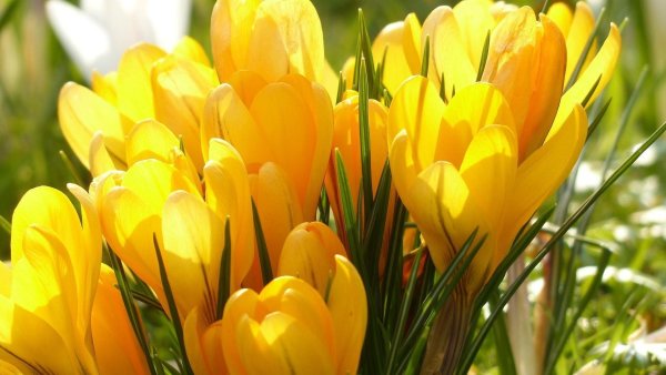 Цветы нарциссы букет