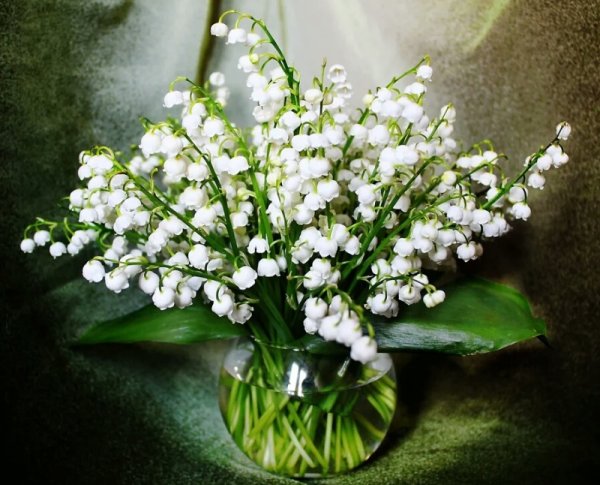 Голландский Ландыш