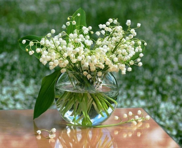 Гортензия Ландышевая