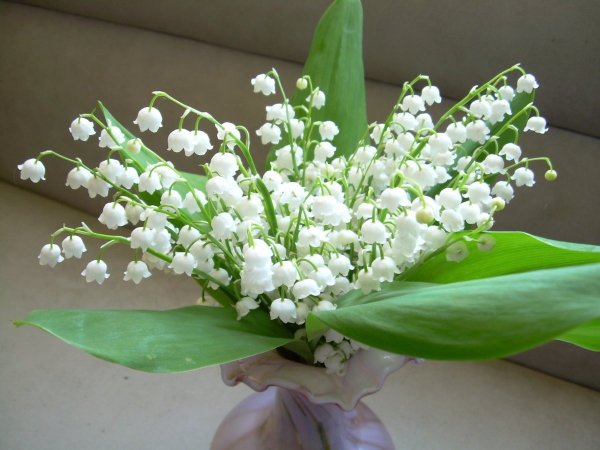 Голландский Ландыш