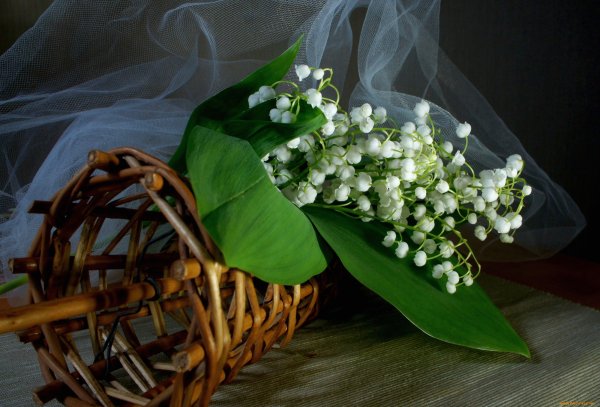 Ландыши Голландия