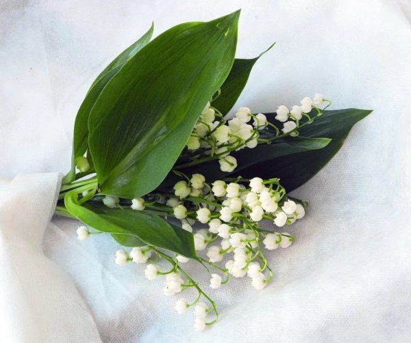 Гарднер сирень Ландыши