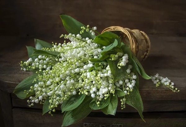 Ландыши фото красивые