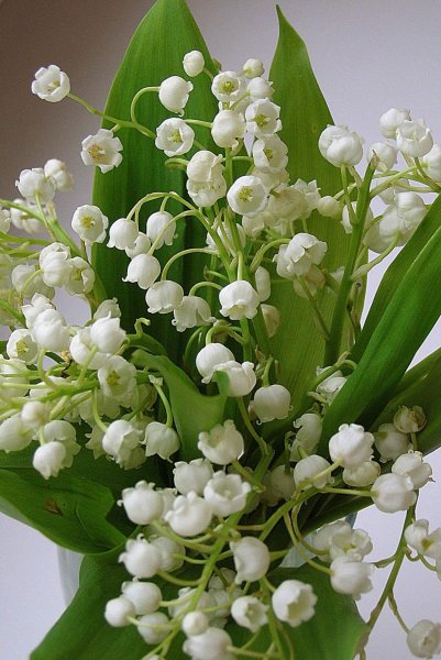 Горный Ландыш цветы