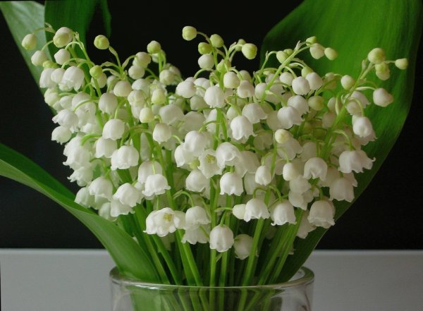 Красивый букет ландышей