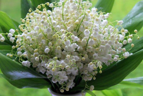 Цветы Ландыши букет