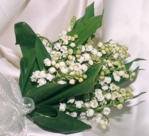 Ландыши фото красивые