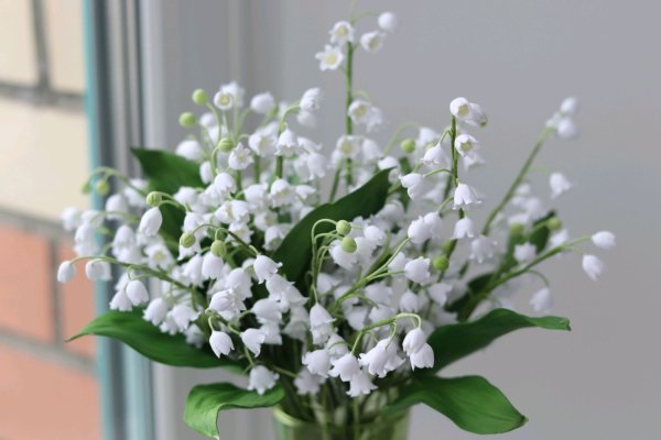 Голландский Ландыш