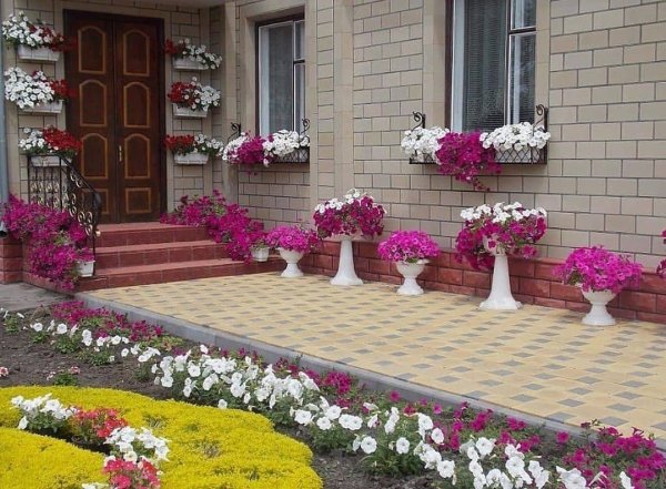 Примула в цветнике