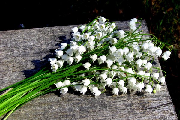 Белые Ландыши