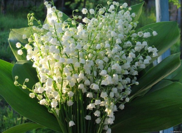 Ландыш Майский букет