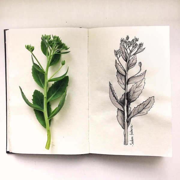 Растения для скетчбука