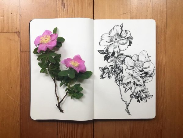 Скетчбук цветы