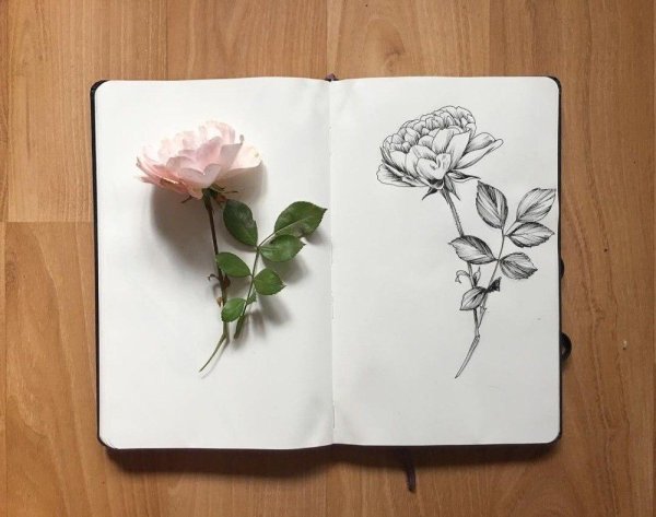Роза скетчбук