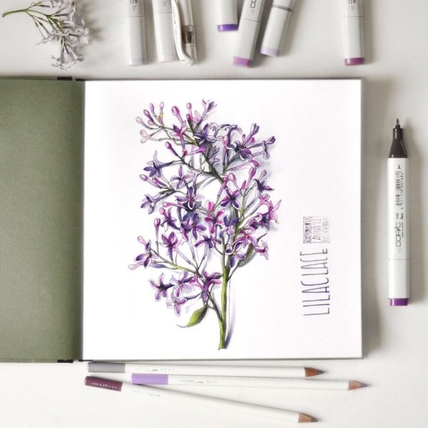 Скетчинг сирень