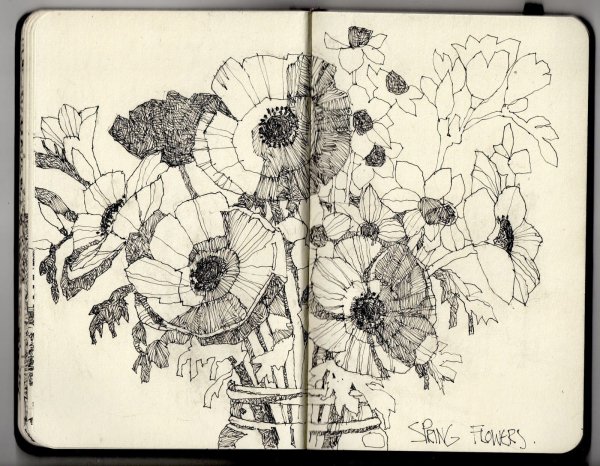 Скетчи цветов ручкой