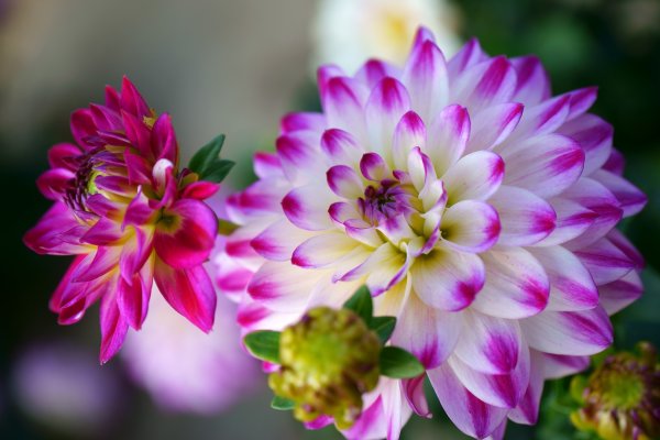 Георгина Синсерити