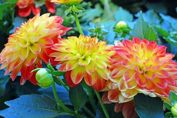 Георгина Грейсленд