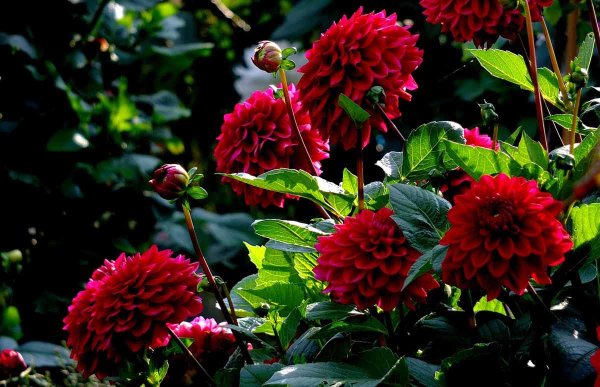 Георгины куст