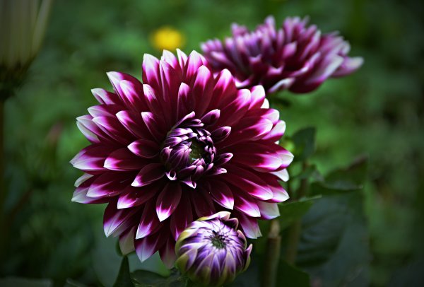 Георгины гипнотика