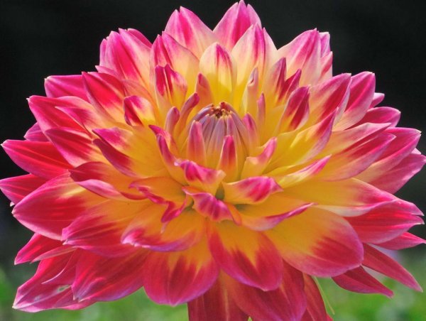 Георгин голубая Далия