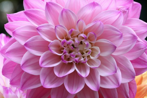 Георгин крупный