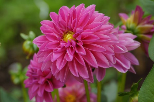 Dahlia Pink георгин