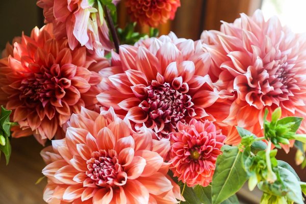 Георгин Тирза