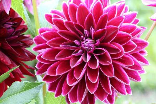 Георгин Тирза