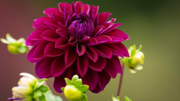 Георгины Амадеус