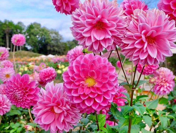 Георгина бочерелл