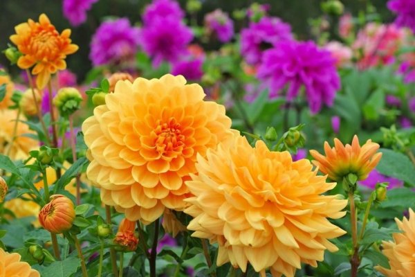 Георгина Дольче Вита