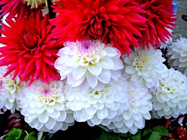 Георгина бочерелл