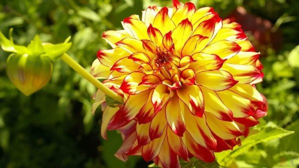 Георгин Ройс Прайд