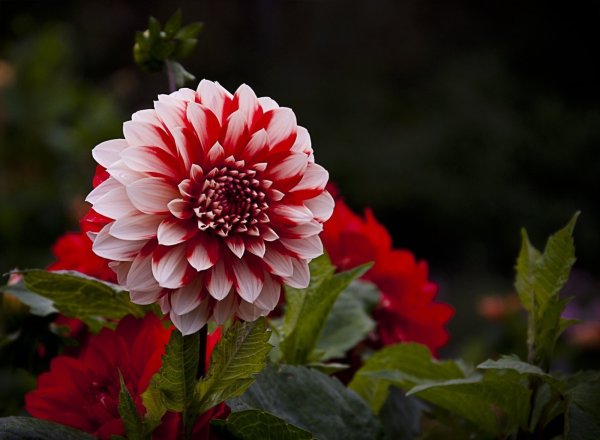 Георгина Бон Одори