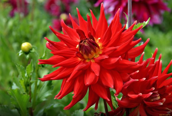 Георгины Ричард красный