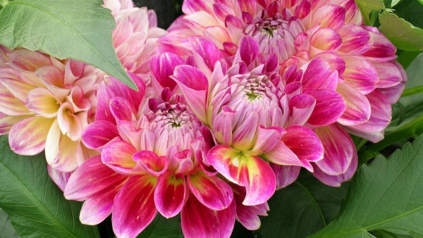 Корневищные цветы георгины