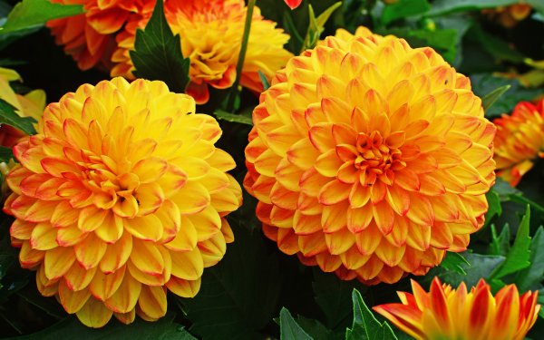 Георгины Dahlia