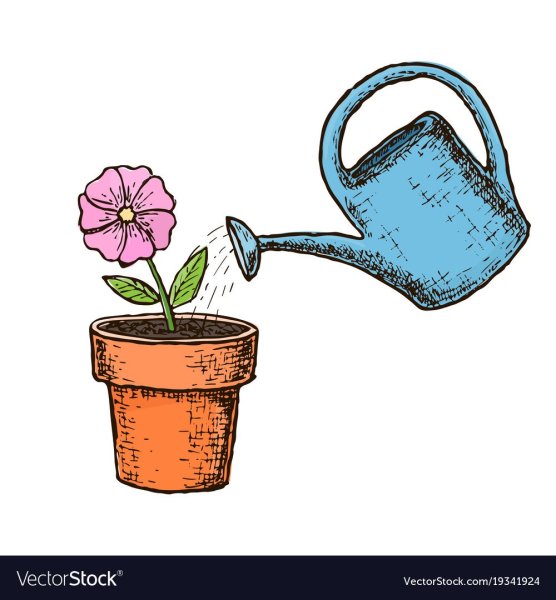 Поливают цветы в горшках