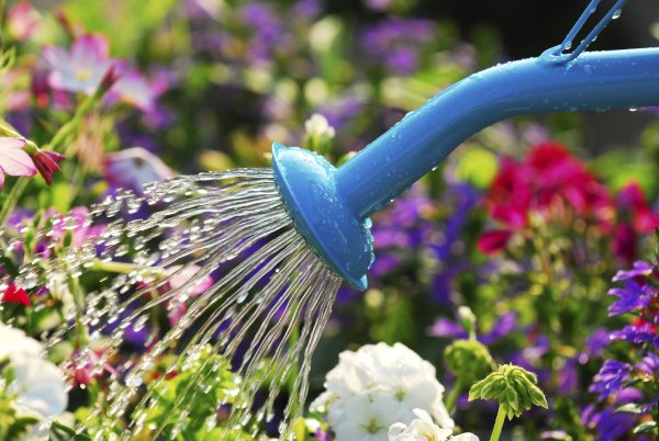 Полив из лейки