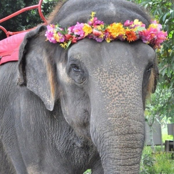 Слоник с цветами