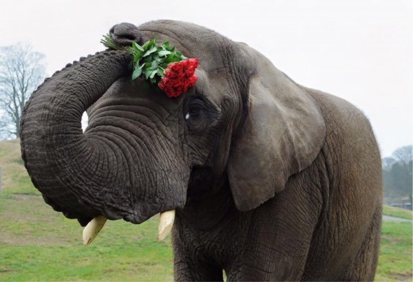 Слоник с цветком